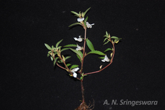 Impatiens scabriuscula var. alba